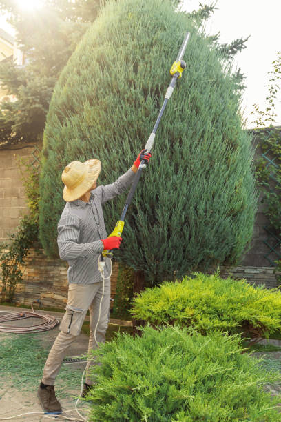 Best Palm Tree Trimming  in Crugers, NY